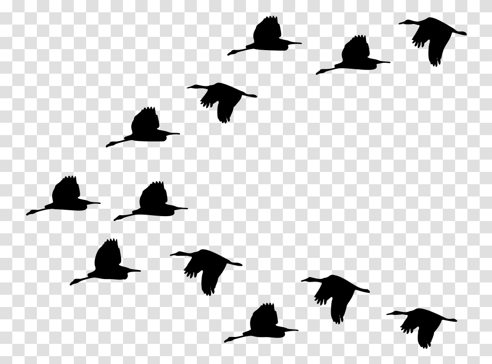 Duck Bird Migration Goose Mallard Bird Gif, Gray, World Of Warcraft Transparent Png