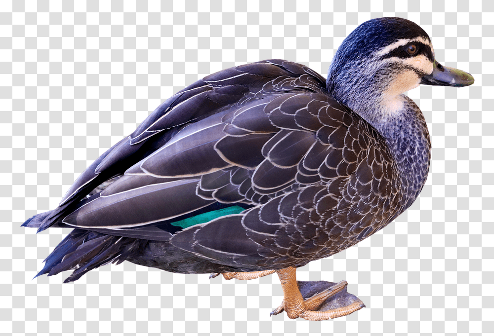 Duck Bird Poultry Plumage Cut Out Isolated Mallard, Animal, Waterfowl, Teal, Anseriformes Transparent Png