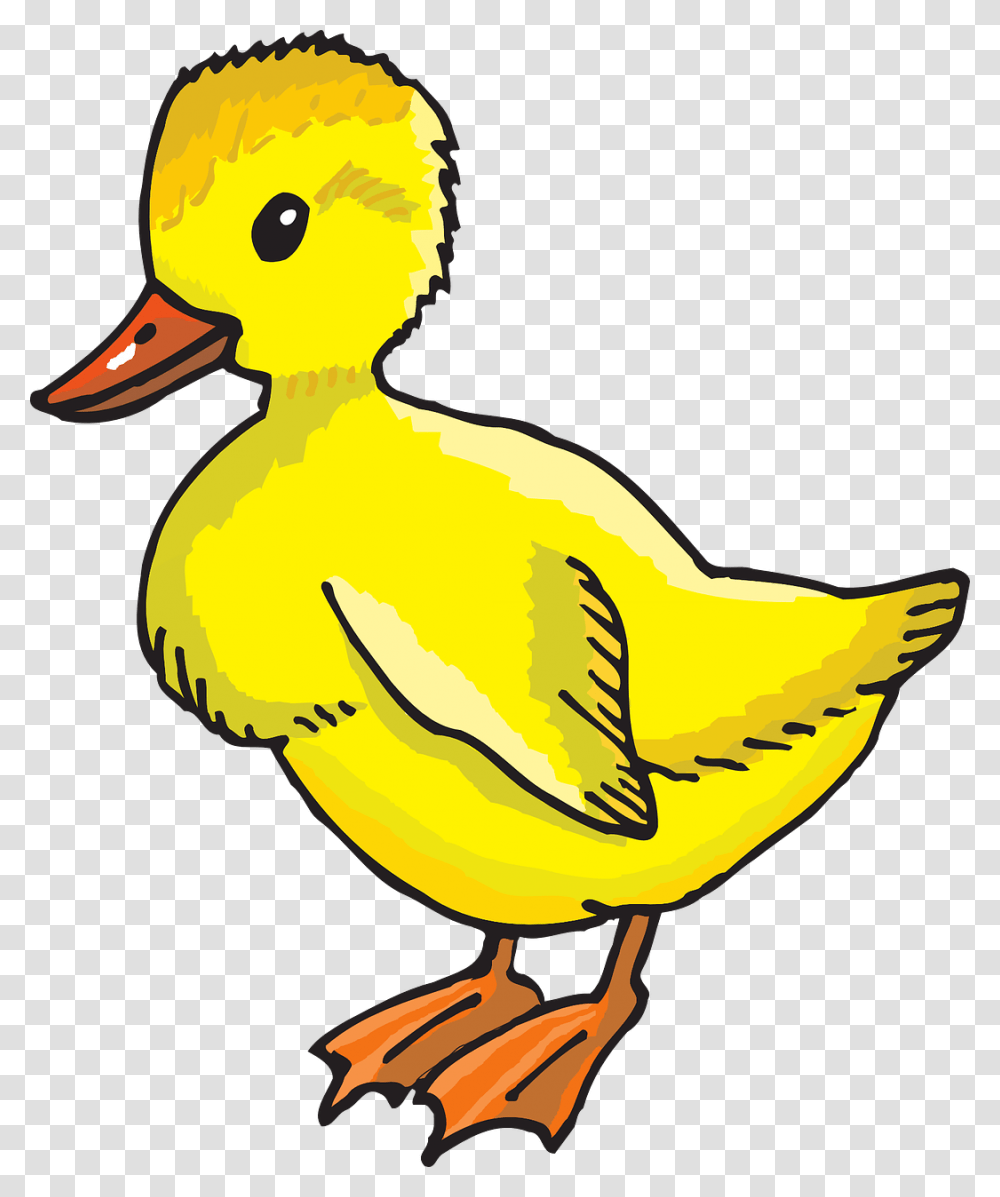 Duck Clip Art, Bird, Animal Transparent Png