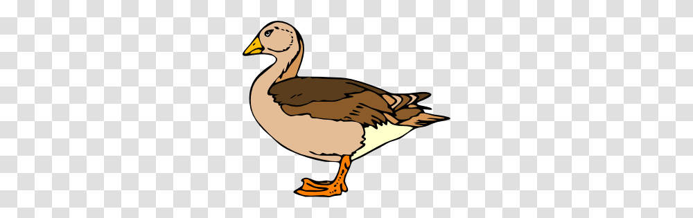 Duck Clip Art Fajne Clip Art, Bird, Animal, Goose, Waterfowl Transparent Png