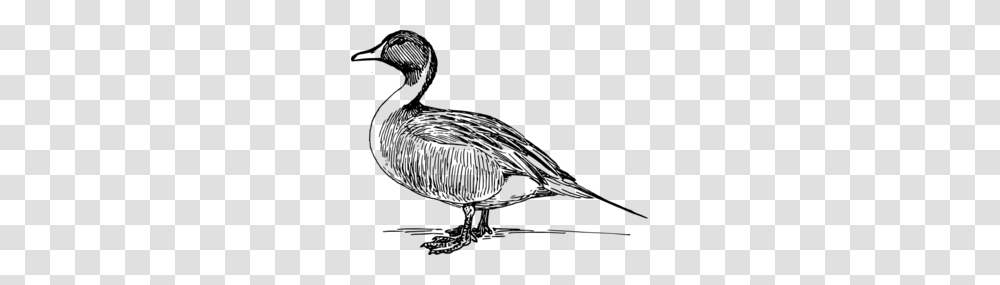 Duck Clip Art, Gray, World Of Warcraft Transparent Png