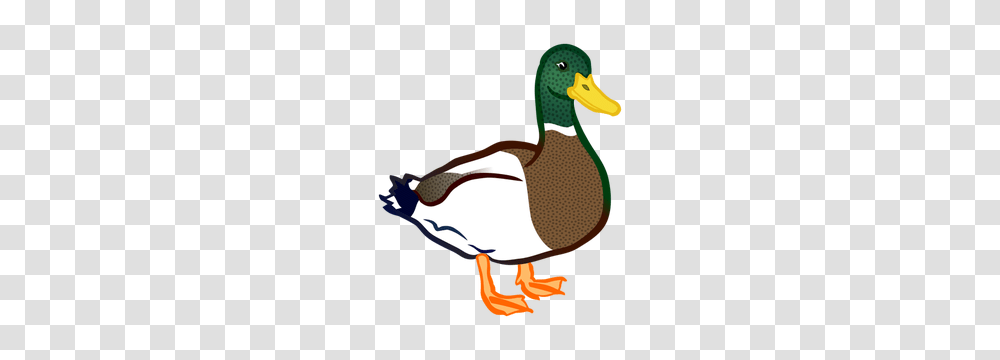 Duck Clip Art Outline, Waterfowl, Bird, Animal, Anseriformes Transparent Png