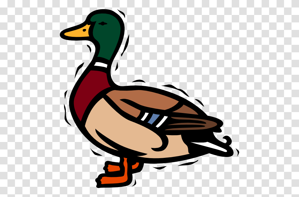 Duck Clipart Background, Waterfowl, Bird, Animal, Mallard Transparent Png