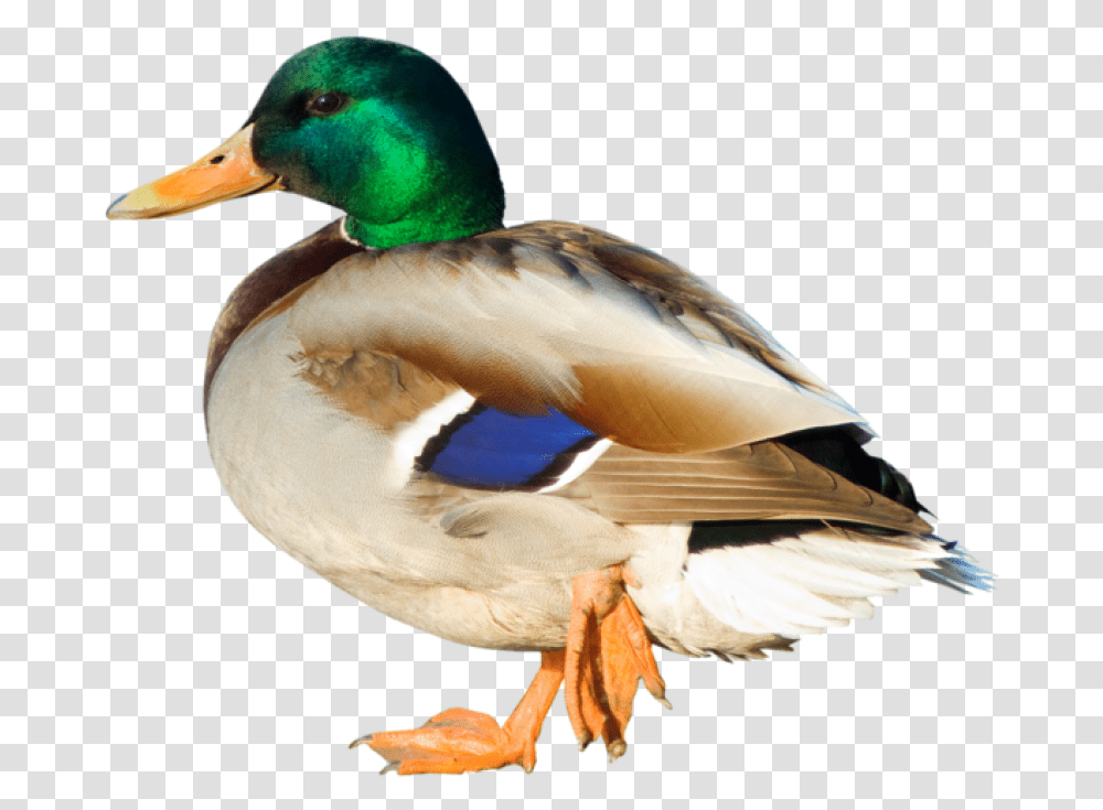 Duck Clipart Duck, Bird, Animal, Waterfowl, Mallard Transparent Png