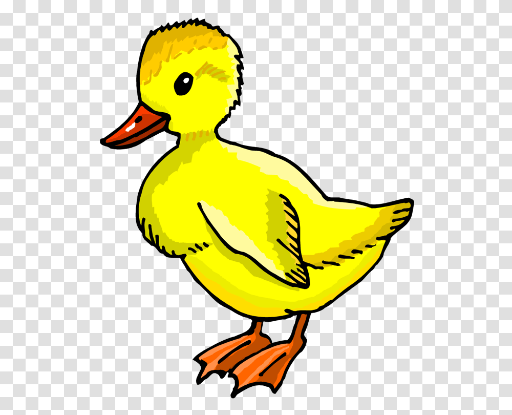 Duck Clipart Duckling, Bird, Animal, Goose, Mallard Transparent Png