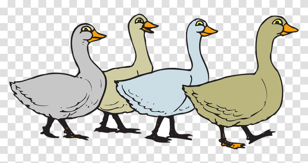 Duck Domestic Goose Clip Art, Bird, Animal Transparent Png