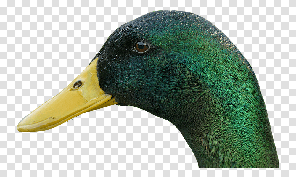Duck Drake Bill Bird Water Bird Animal Duck Bird Mallard, Waterfowl, Beak, Teal Transparent Png