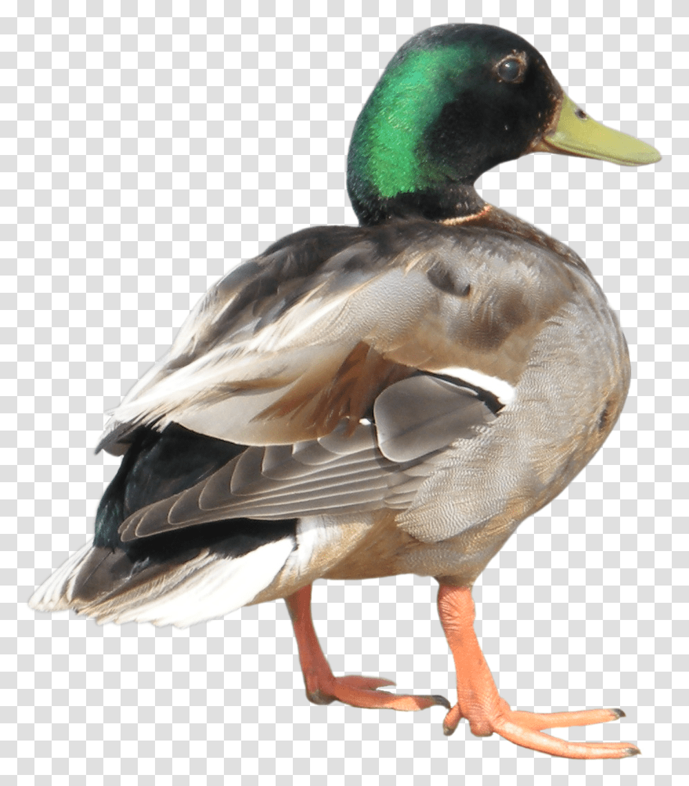 Duck Duck Background, Bird, Animal, Waterfowl, Mallard Transparent Png