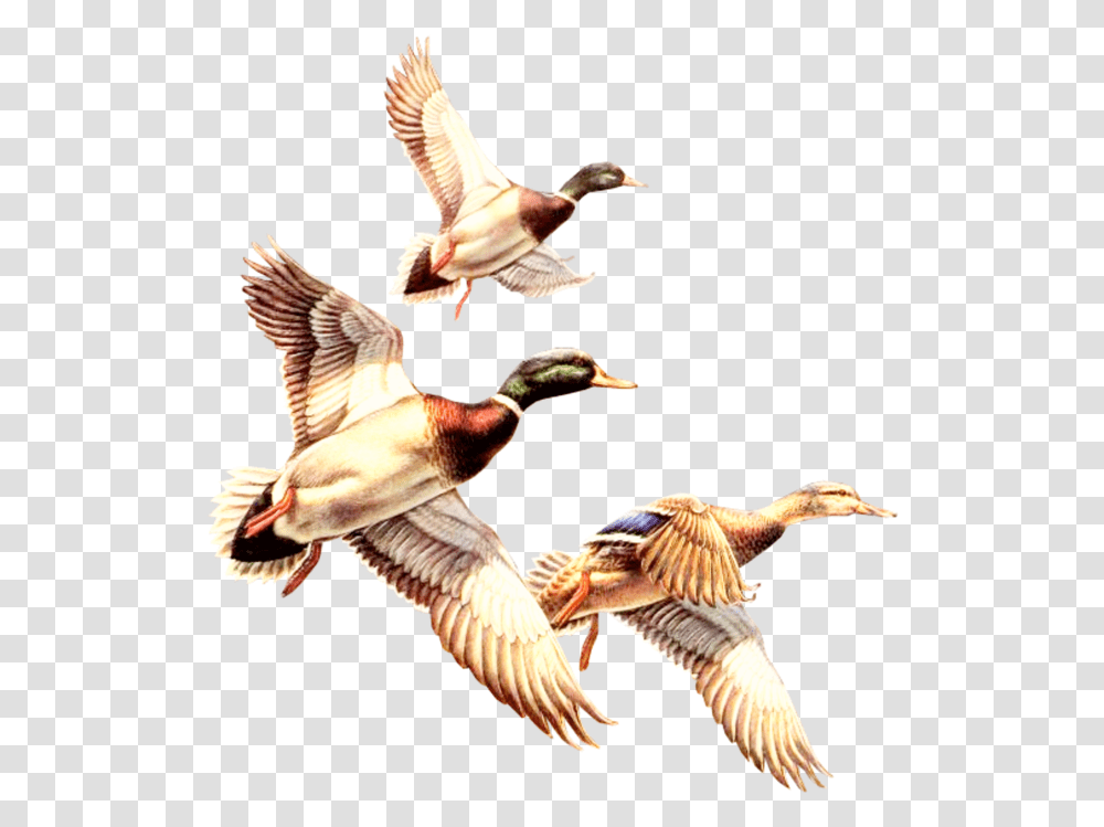 Duck Ducks Gooses Geese Bird Birds Goosebombs Free Clipart Ducks, Animal, Waterfowl, Mallard, Flying Transparent Png
