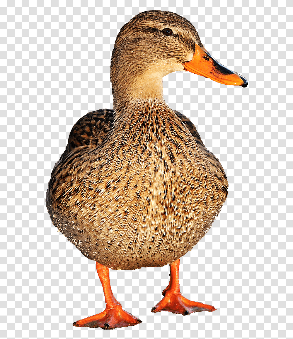 Duck Female Duck, Bird, Animal, Waterfowl, Beak Transparent Png