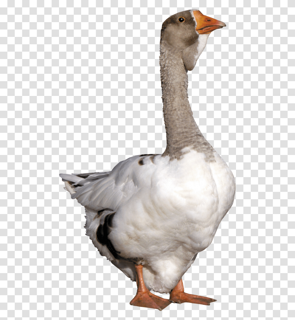 Duck Free Download Grey Goose Duck, Bird, Animal, Chicken, Poultry Transparent Png