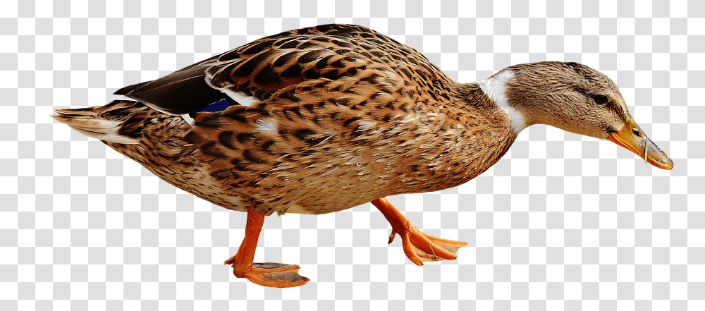 Duck Free Images Backgrounds Duck Gambar Bebek, Bird, Animal, Waterfowl, Mallard Transparent Png