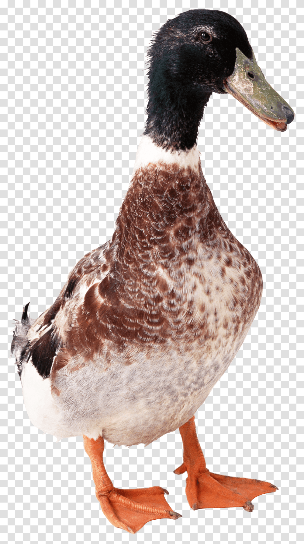 Duck Front, Bird, Animal, Chicken, Poultry Transparent Png