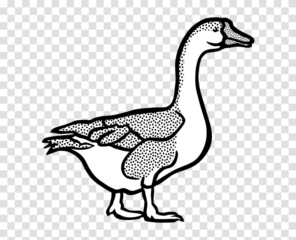 Duck Goose American Pekin Mallard Black And White, Animal, Bird, Anseriformes, Waterfowl Transparent Png
