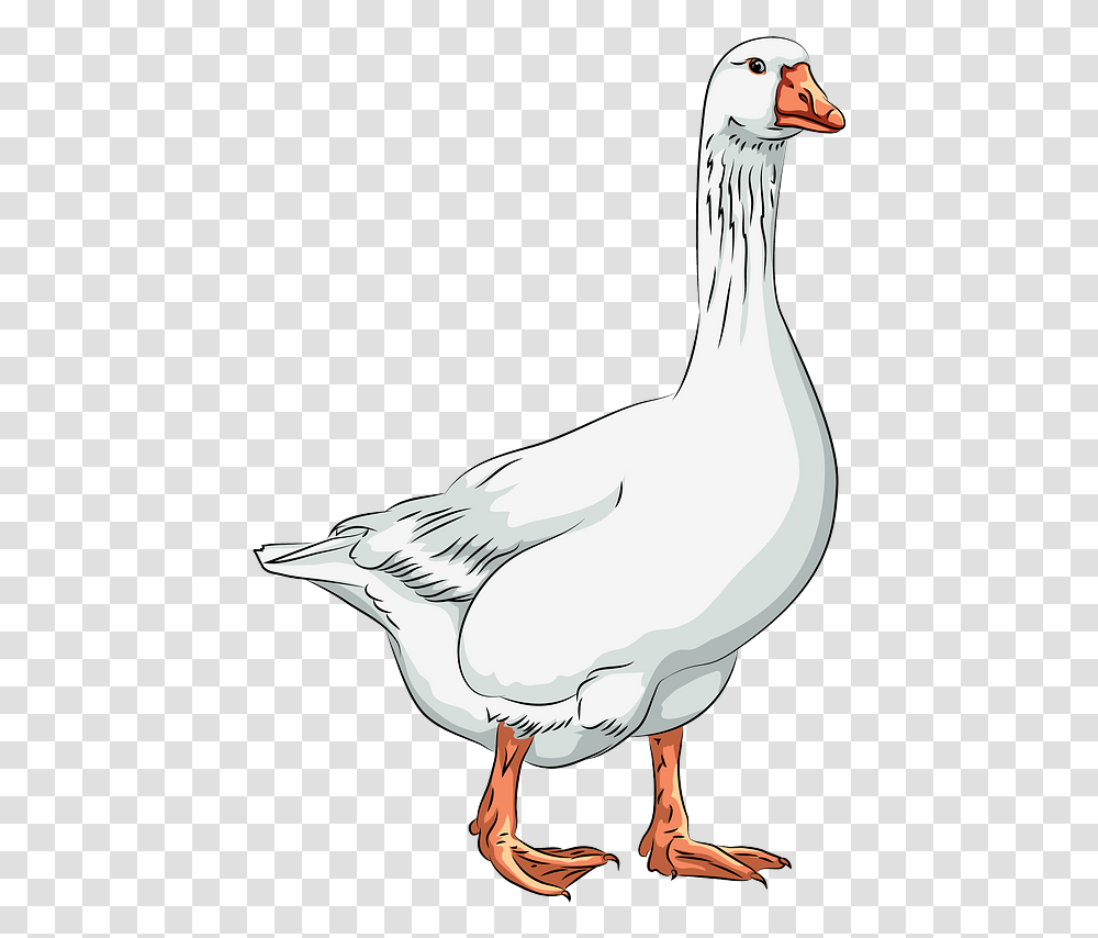 Duck, Goose, Bird, Animal, Waterfowl Transparent Png