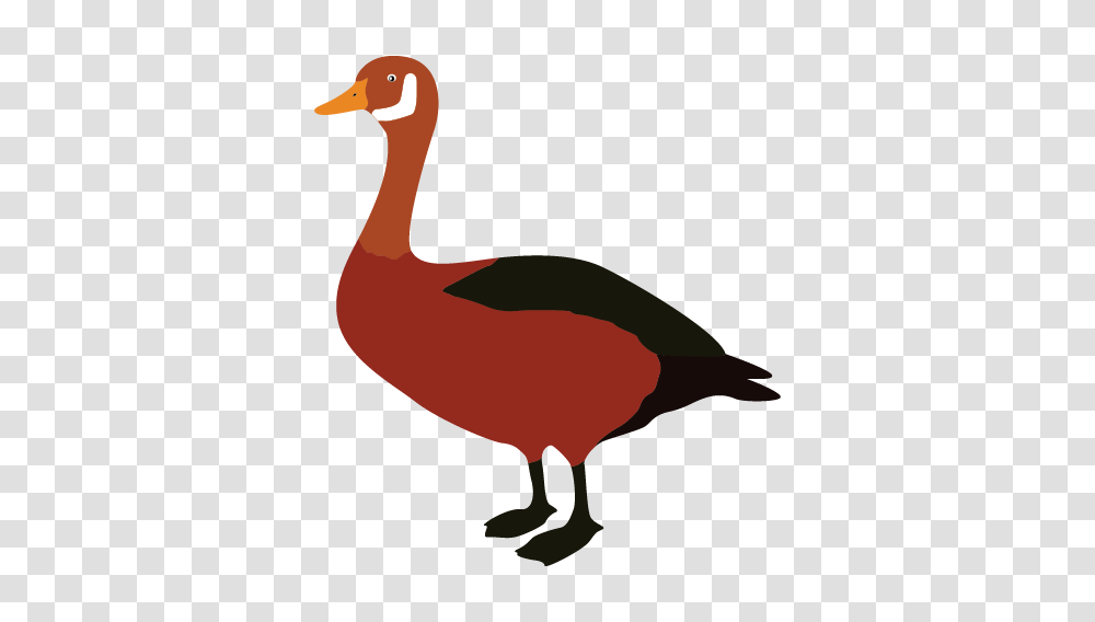 Duck Goose Clip Art, Bird, Animal, Waterfowl, Anseriformes Transparent Png