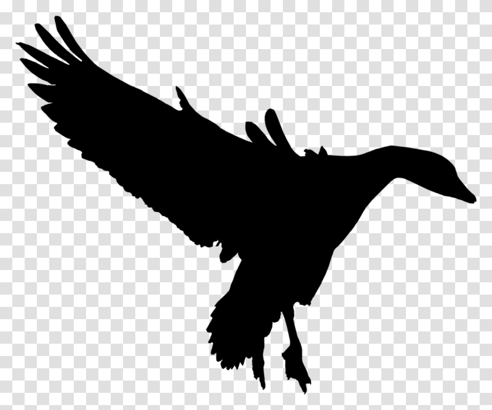 Duck Goose Fauna Feather Silhouette Bird Of Prey, Gray, World Of Warcraft Transparent Png