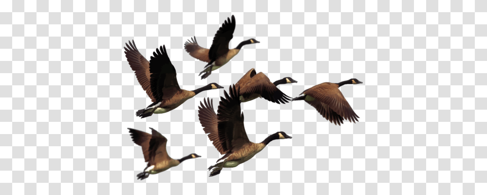Duck Goose Fowl Line Art, Flying, Bird, Animal, Antelope Transparent Png