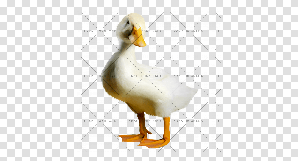 Duck Goose Swan Bird Image With, Animal, Pelican Transparent Png