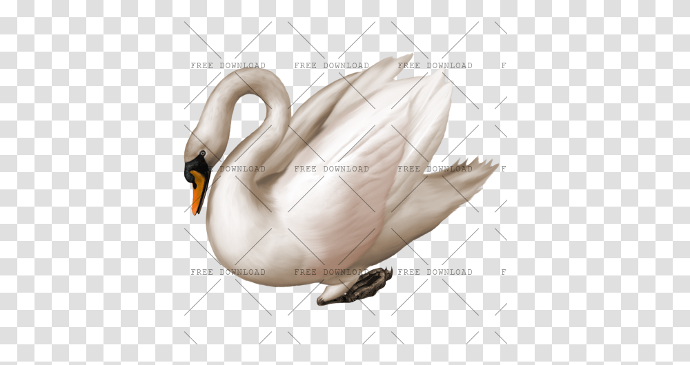 Duck Goose Swan Bird Image With, Animal Transparent Png