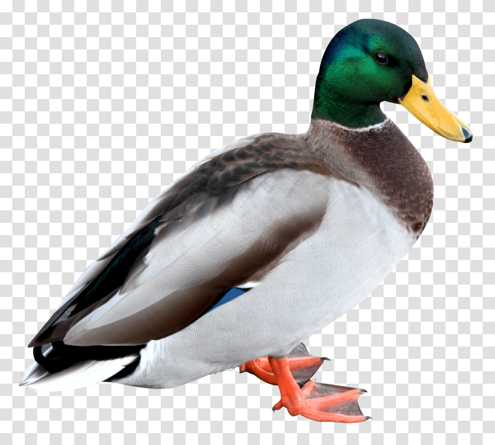 Duck Hd, Waterfowl, Bird, Animal, Mallard Transparent Png