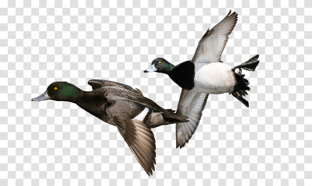 Duck Hunt Duck Diver Duck, Bird, Animal, Waterfowl, Mallard Transparent Png