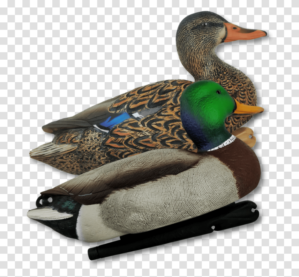 Duck Hunt Duck Mallard, Bird, Animal, Waterfowl, Teal Transparent Png