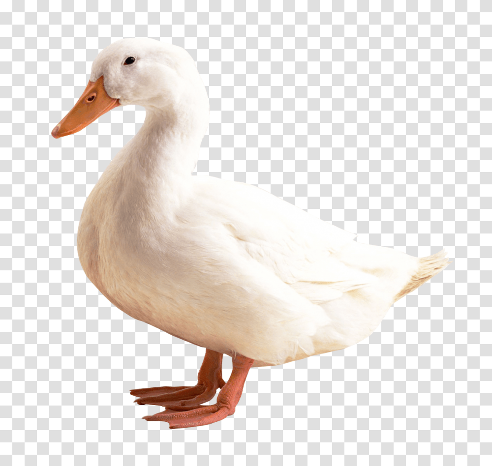 Duck Image, Bird, Animal, Goose, Chicken Transparent Png