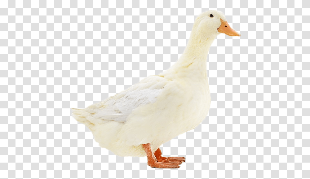 Duck Image Duck, Bird, Animal, Goose, Waterfowl Transparent Png
