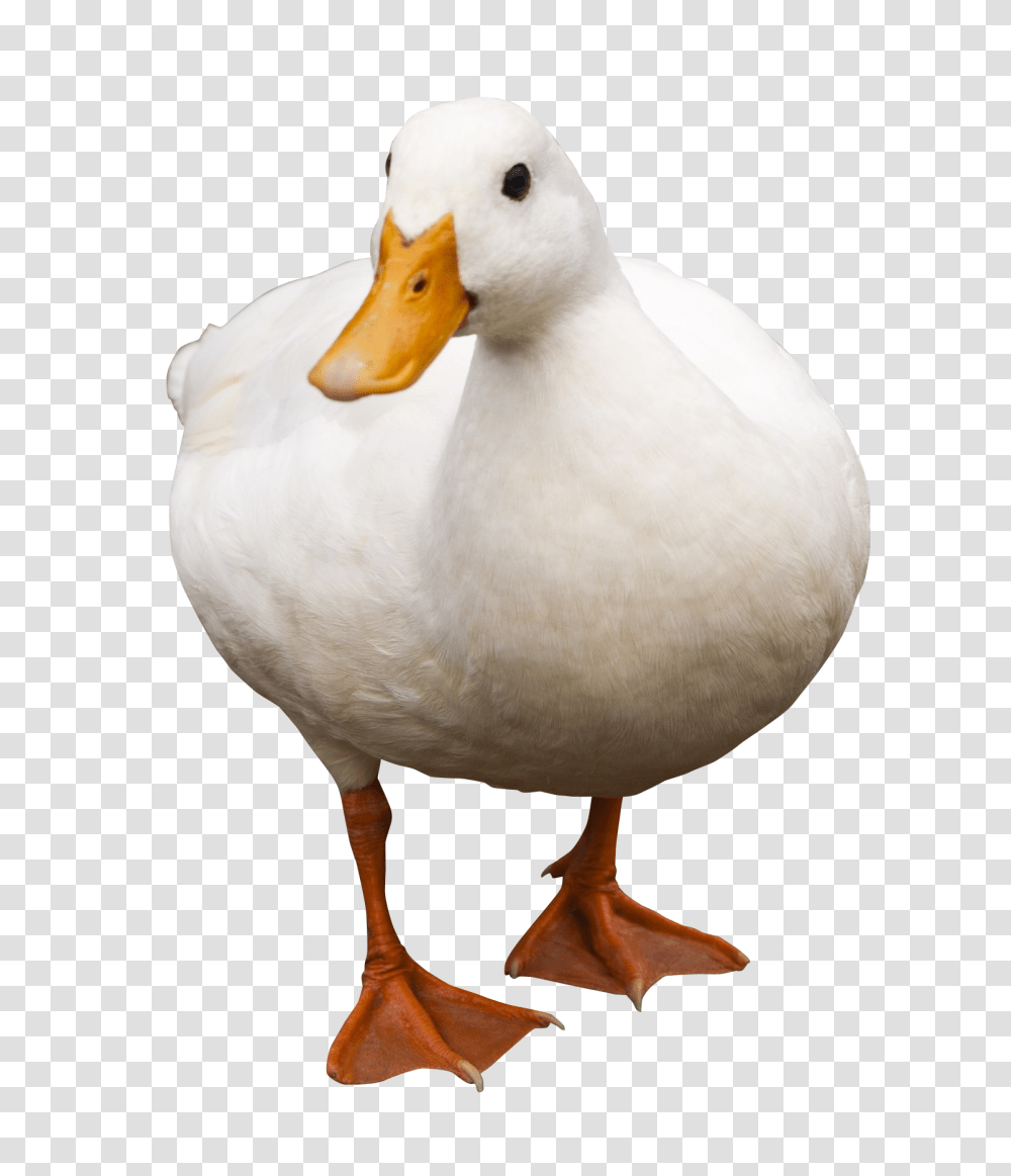 Duck Image Duck, Bird, Animal, Waterfowl, Goose Transparent Png