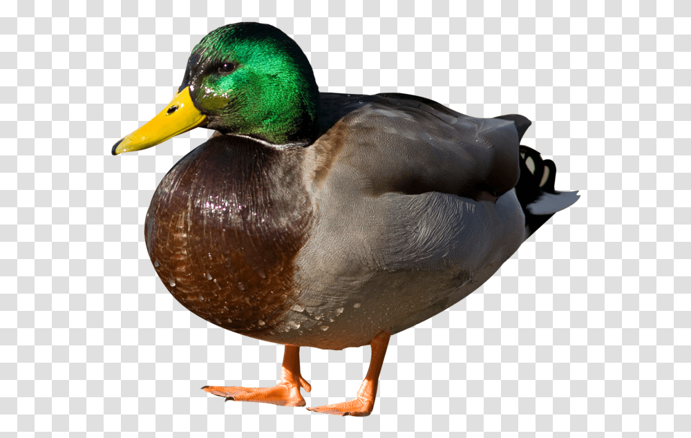 Duck Image Duck, Waterfowl, Bird, Animal, Mallard Transparent Png