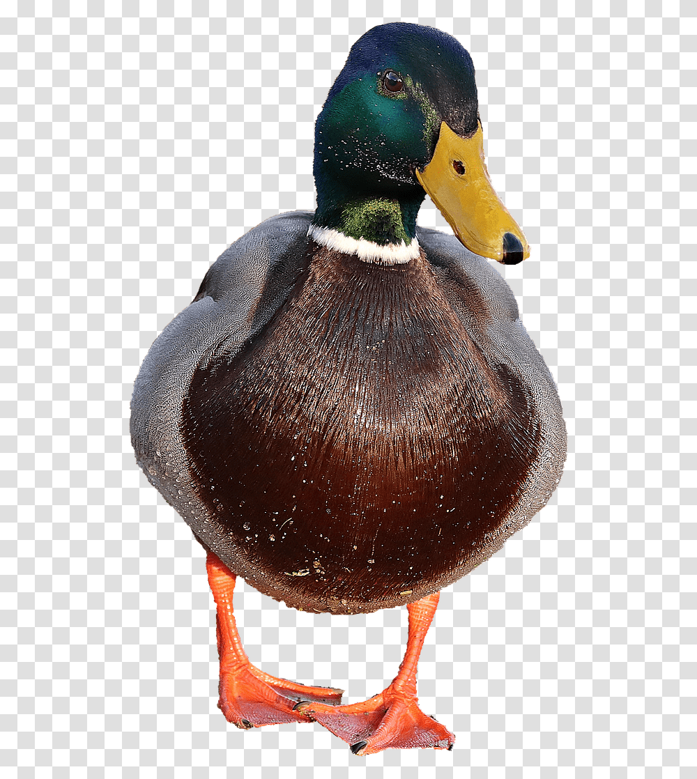 Duck Image File Imagenes De Patos, Waterfowl, Bird, Animal, Mallard Transparent Png