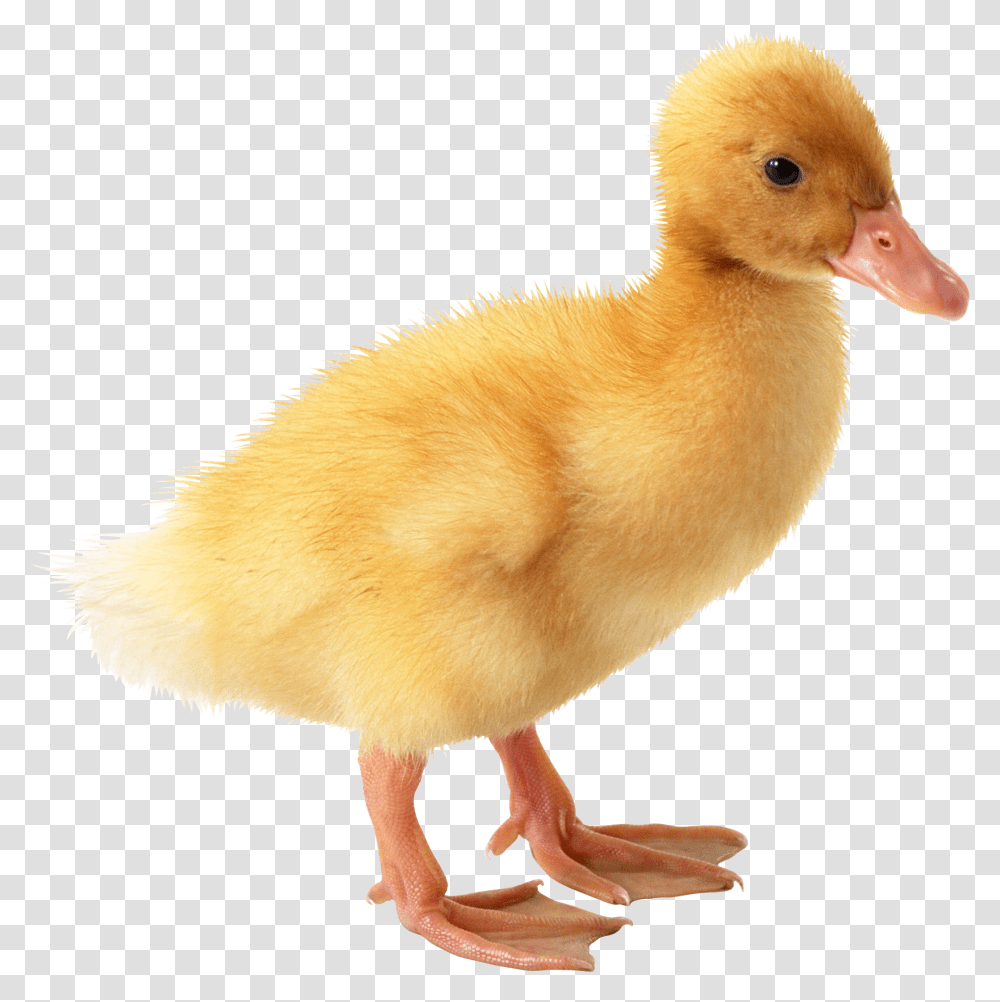 Duck Image Free Download Baby Duck Background, Bird, Animal, Chicken, Poultry Transparent Png