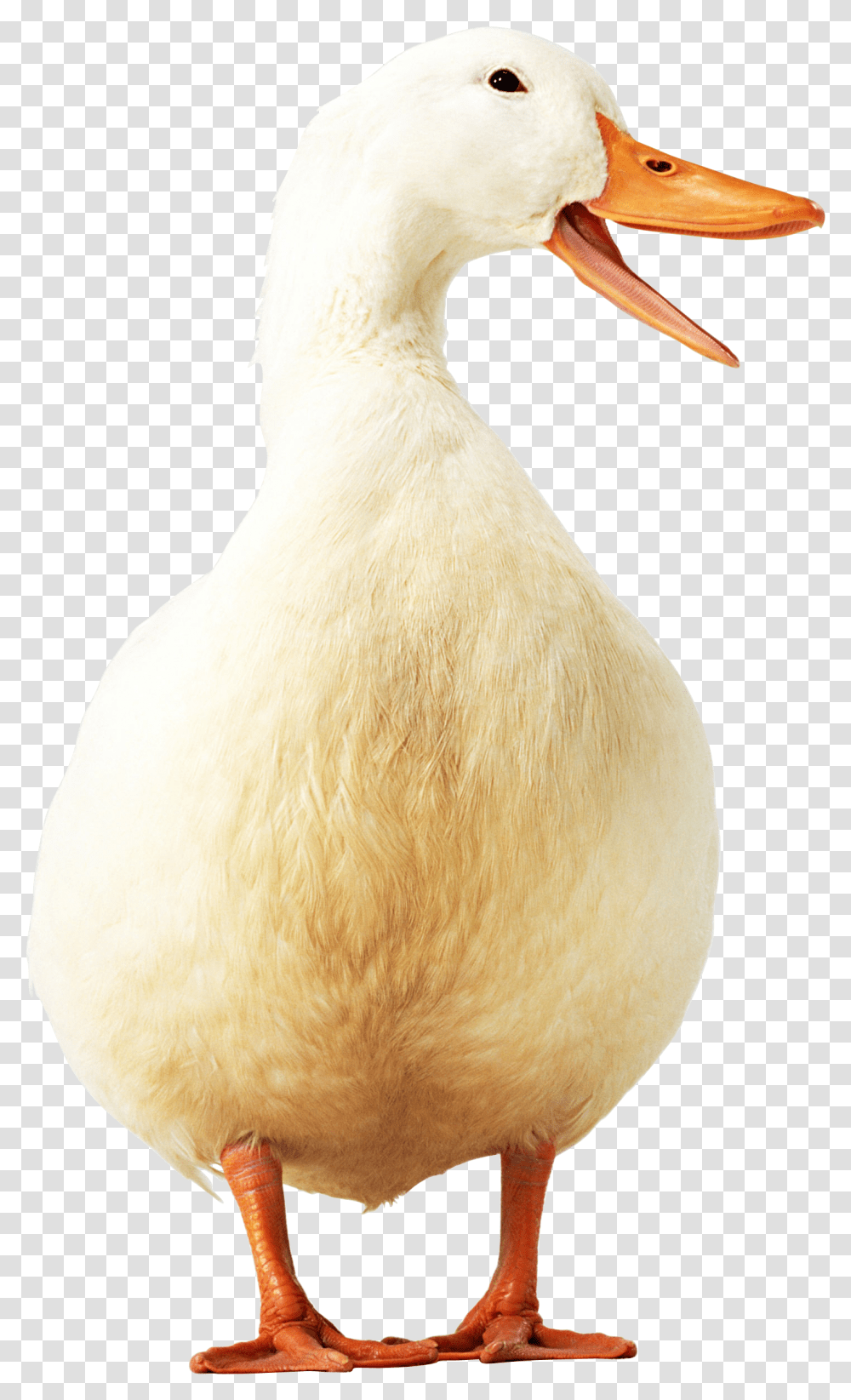 Duck Image Free Download Duck, Beak, Bird, Animal, Plant Transparent Png