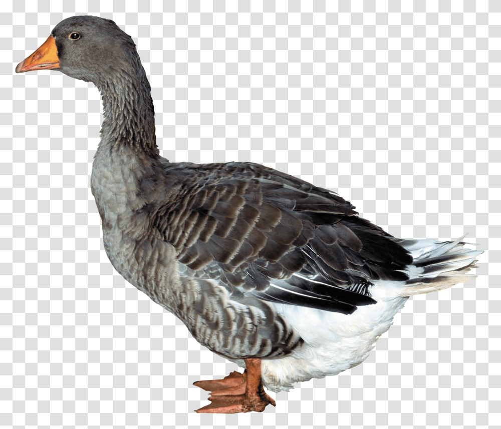 Duck Image Free Download Duck Transparent Png