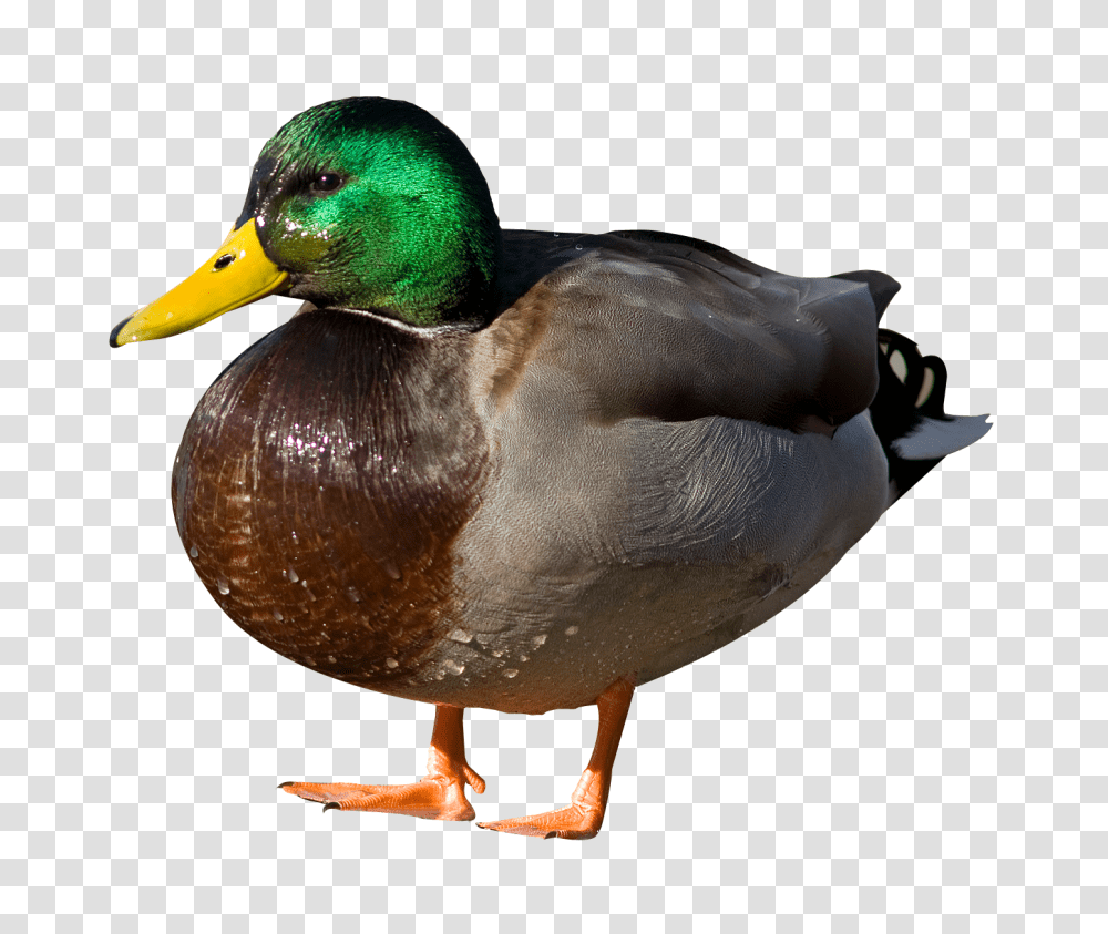 Duck Image, Waterfowl, Bird, Animal, Mallard Transparent Png