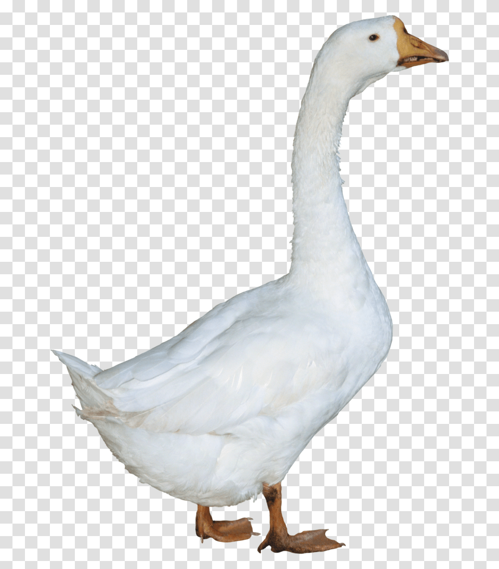 Duck Images Duck, Bird, Animal, Goose Transparent Png