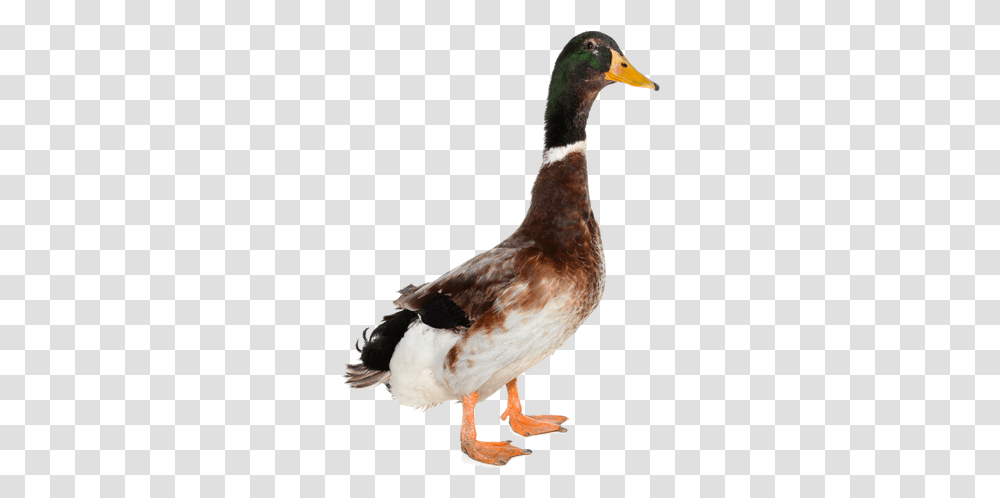Duck Images Duck, Bird, Animal, Waterfowl, Mallard Transparent Png