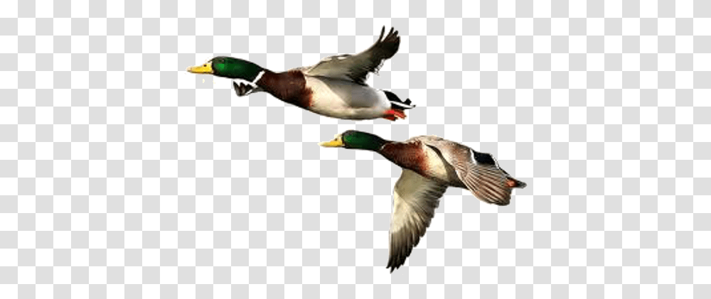 Duck Images Free Download, Waterfowl, Bird, Animal, Mallard Transparent Png