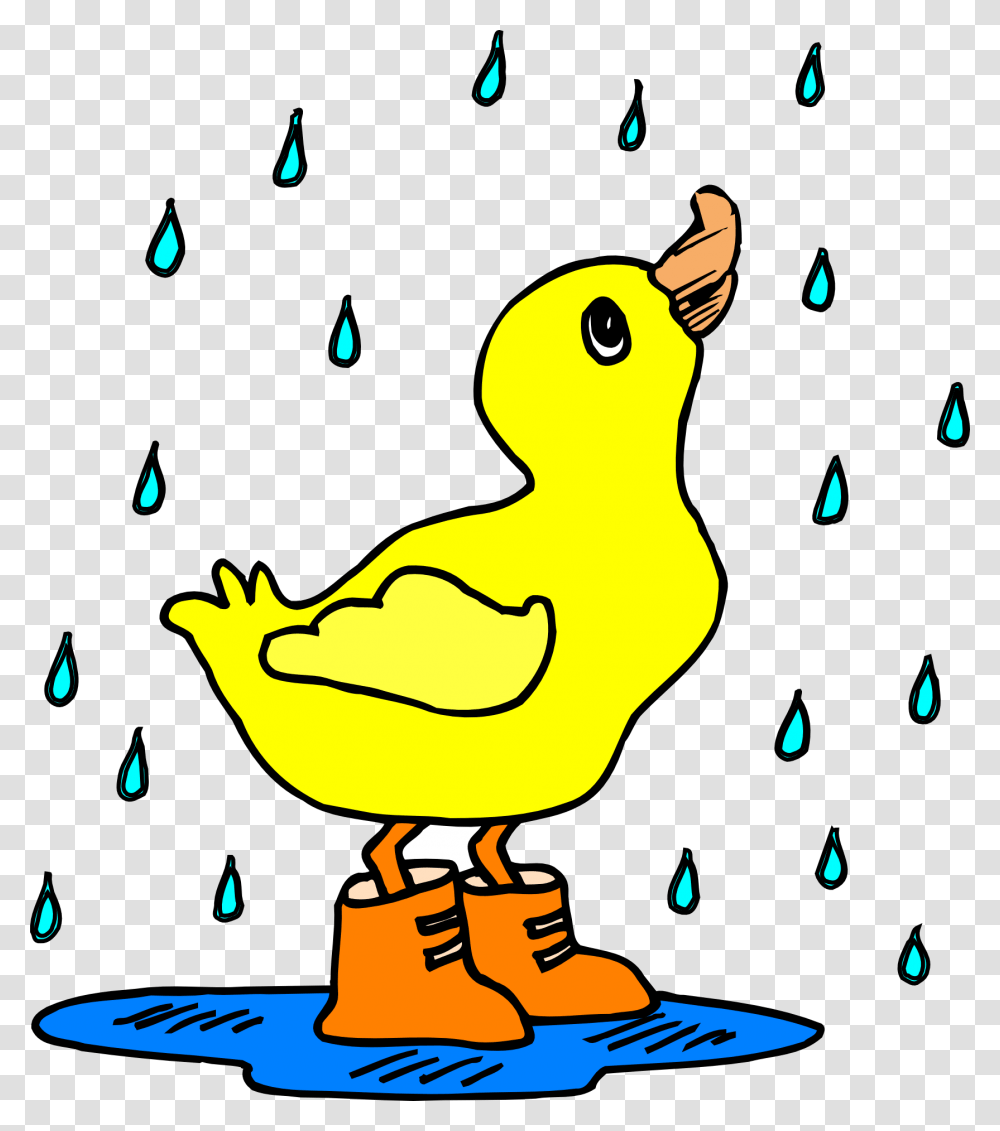Duck In The Rain Clipart, Animal, Bird, Poultry Transparent Png
