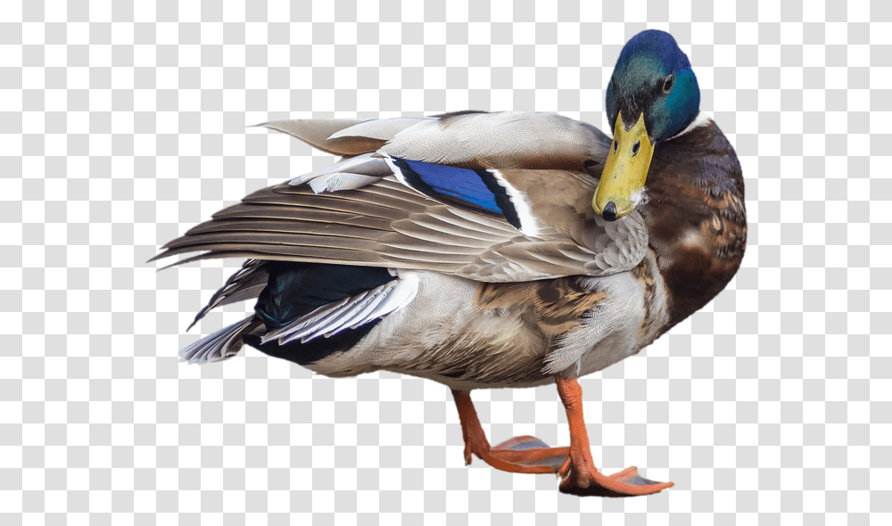 Duck Mallard Drake Water Bird, Animal, Waterfowl, Teal, Anseriformes Transparent Png