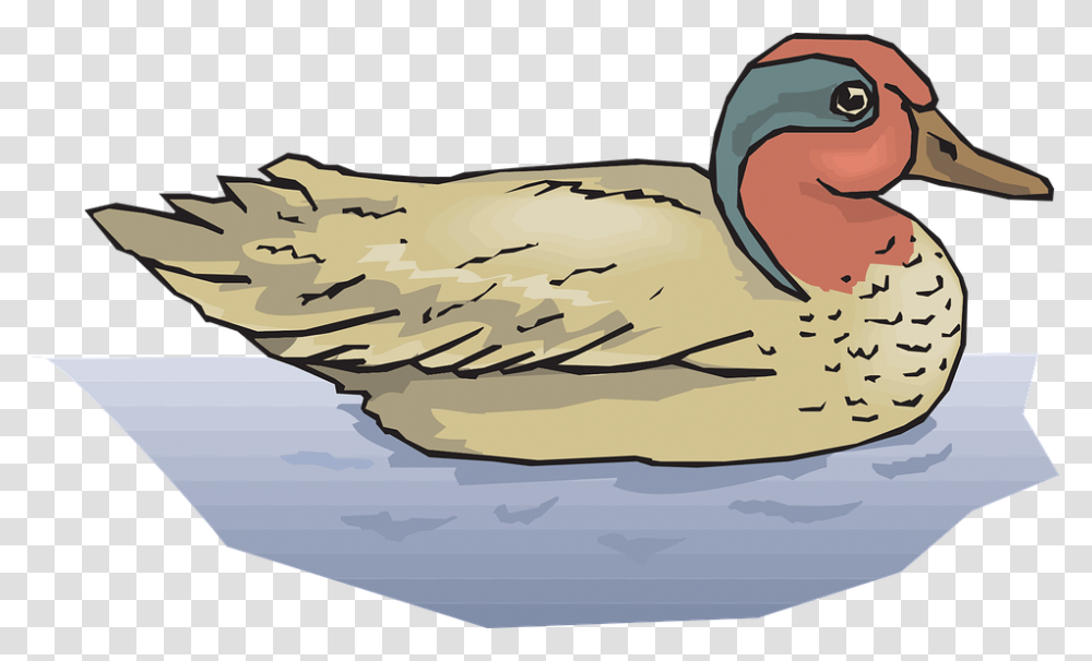 Duck Mallard Ducks In Water Clipart, Bird, Animal, Anseriformes, Waterfowl Transparent Png