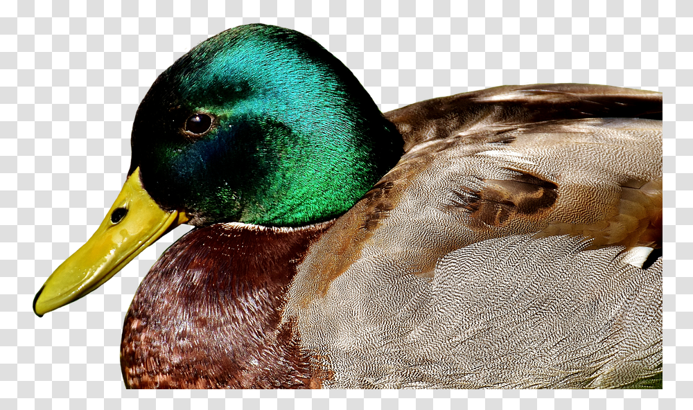 Duck Mallard Meadow Rest Drake Water Bird Amigo Pato, Waterfowl, Animal, Teal, Anseriformes Transparent Png