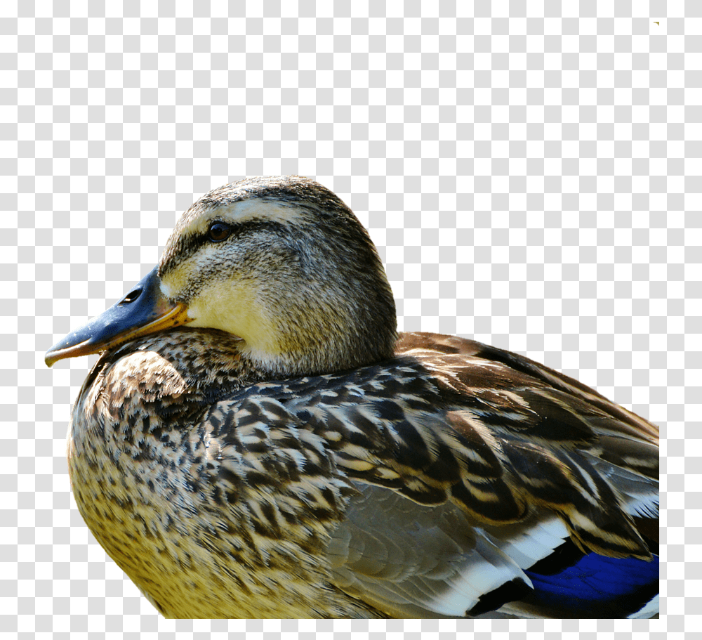 Duck Mallard Water Bird Free Photo Duck, Animal, Waterfowl, Teal, Anseriformes Transparent Png