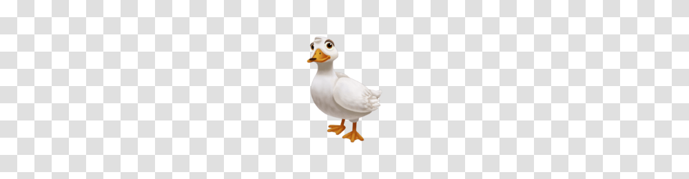 Duck Pictures, Animal, Bird, Snowman, Winter Transparent Png