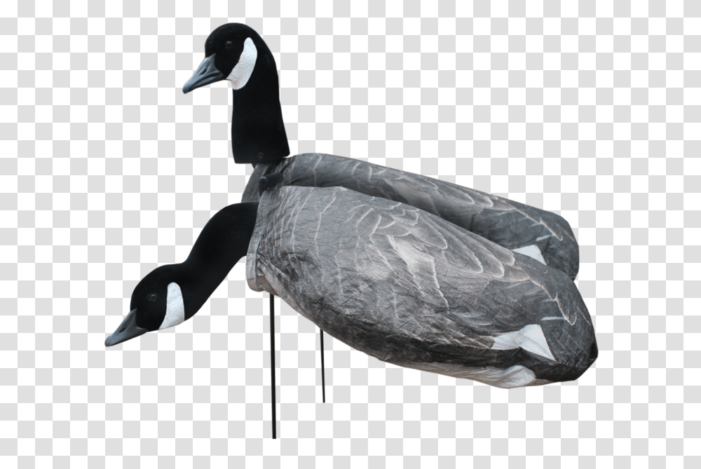 Duck Silhouette Silhouette Goose Decoys, Turtle, Reptile, Sea Life, Animal Transparent Png