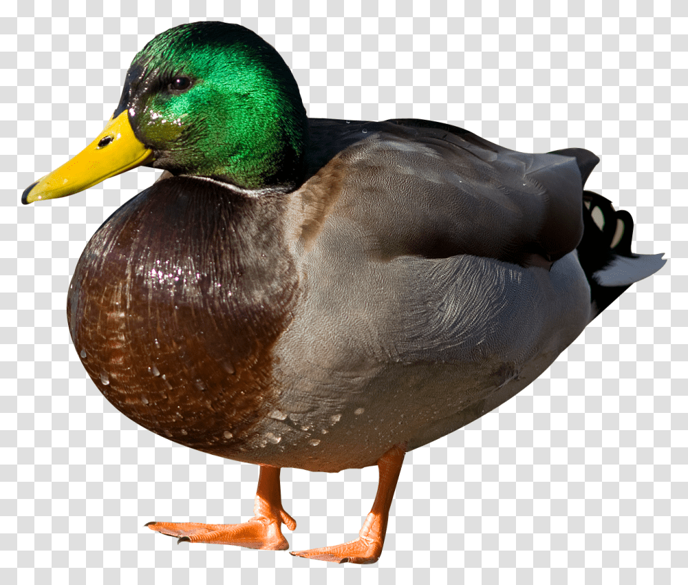 Duck, Waterfowl, Bird, Animal, Mallard Transparent Png