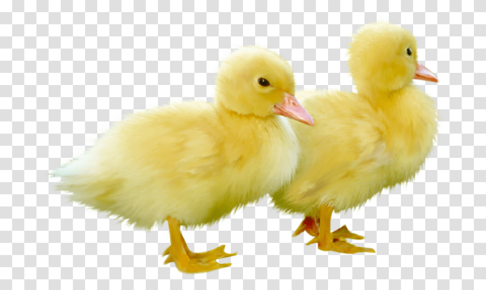 Duckling, Bird, Animal, Poultry, Fowl Transparent Png