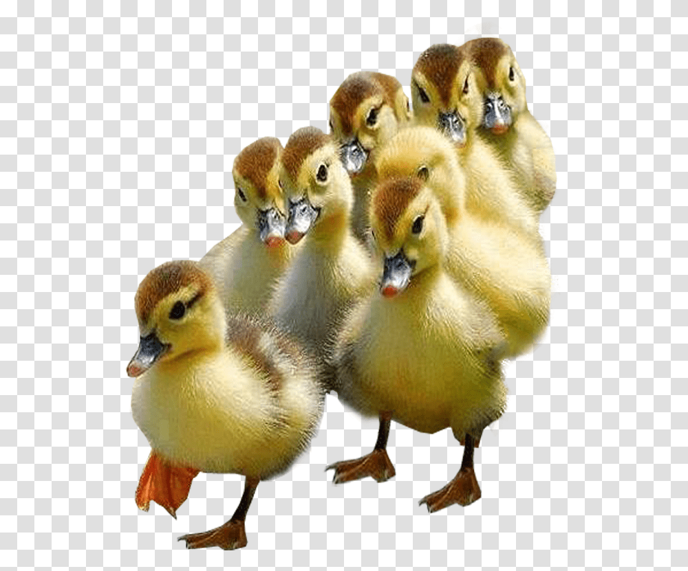 Ducklings Background Bird Ducklings, Animal, Waterfowl, Anseriformes, Goose Transparent Png
