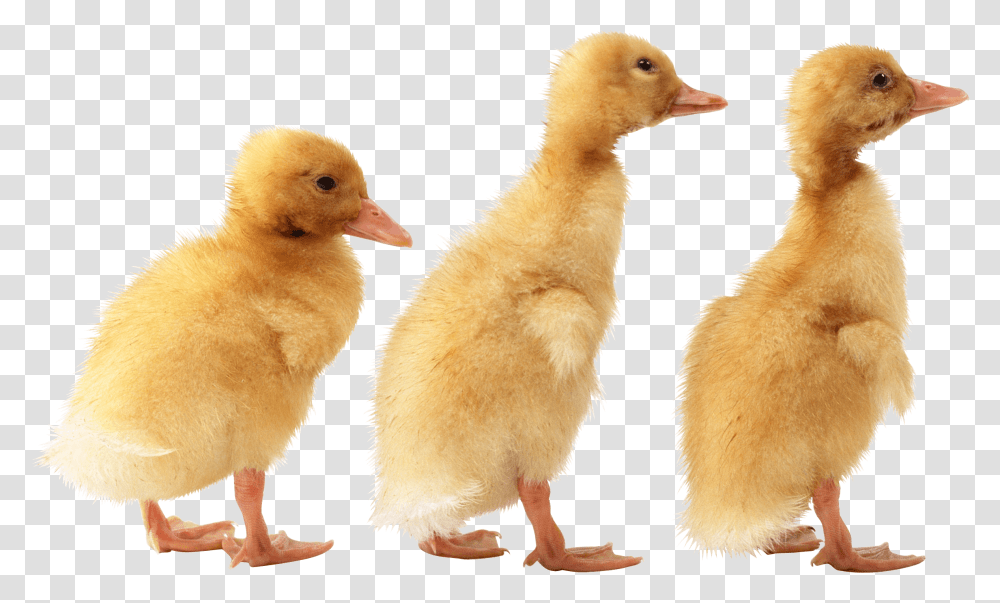 Ducklings, Bird, Animal, Fowl, Poultry Transparent Png